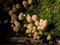 Coprinellus disseminatus 6, Zwerminktzwam, Saxifraga-Jan Nijendijk