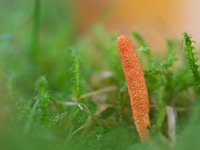 Cordyceps militaris 15, Rupsendoder, Saxifraga-Ton Kappert