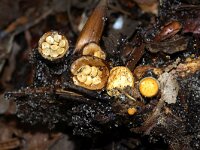 Crucibulum crucibuliforme 15, Geel nestzwammetje, Saxifraga-Foto Fitis-Sytske Dijksen