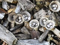 Cyathus olla, Birds Nest Fungi
