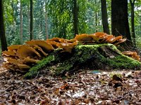 reuzenzwam in Speulderbos : Meripilus giganteus