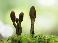 Elaphocordyceps ophioglossoides 10, Zwarte truffelknotszwam, Saxifraga-Luuk Vermeer