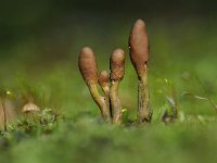 Elaphocordyceps ophioglossoides 11, Zwarte truffelknotszwam, Saxifraga-Luuk Vermeer