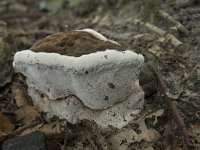 Ganoderma adspersum 8, Dikrandtonderzwam, Saxifraga-Willem van Kruijsbergen