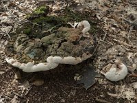 Ganoderma adspersum 9, Dikrandtonderzwam, Saxifraga-Willem van Kruijsbergen