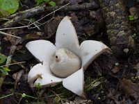 Geastrum triplex 9, Gekraagde aardster, Saxifraga-Jan Nijendijk