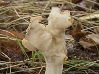 Helvella crispa 30, Witte kluifzwam, Saxifraga-Willem van Kruijsbergen