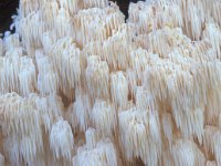 Hericium coralloides, Coral Tooth