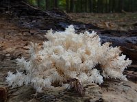 Hericium coralloides 37, Kammetjesstekelzwam, Saxifraga-Ed Stikvoort