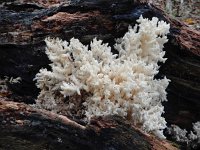 Hericium coralloides 38, Kammetjesstekelzwam, Saxifraga-Ed Stikvoort