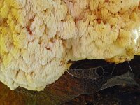 Hericium coralloides 44 Kammetjesstekelzwam, Saxifraga-Hans Grotenhuis