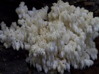 Hericium coralloides 49, Kammetjesstekelzwam, Saxifraga-Jan Nijendijk