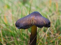 Hygrocybe conica 19, Zwartwordende wasplaat, Saxifraga-Hans Dekker