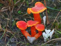 Hygrocybe miniata 14, Gewoon vuurzwammetje, Saxifraga-Hans Dekker