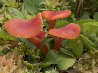 Hygrocybe miniata 15, Gewoon vuurzwammetje, Saxifraga-Willem van Kruijsbergen