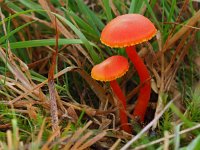 Hygrocybe miniata 17, Gewoon vuurzwammetje, Saxifraga-Hans Dekker