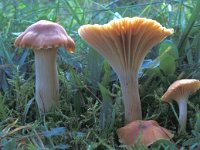Hygrocybe pratensis, Meadow Waxcap