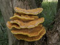 Laetiporus sulphureus 10, Zwavelzwam, Saxifraga-Willem van Kruijsbergen