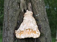 Laetiporus sulphureus 35, Zwavelzwam, Saxifraga-Tom Heijnen