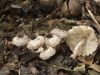 Lepiota felina 2, Panterparasolzwam, Saxifraga-Willem van Kruijsbergen