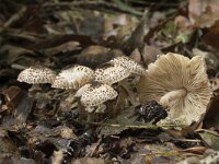 Lepiota felina 3, Panterparasolzwam, Saxifraga-Willem van Kruijsbergen