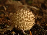 Lycoperdon echinatum, Spiny Puffball
