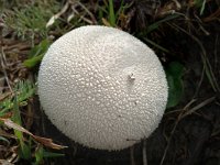 Lycoperdon perlatum, Common Puffball