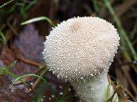 Lycoperdon perlatum 44, Parelstuifzwam, Saxifraga-Hans Dekker