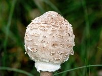 Macrolepiota procera 28, Grote parasolzwam, Saxifraga-Bart Vastenhouw