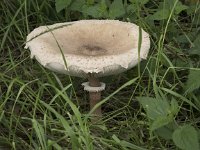 Macrolepiota procera 44, Grote parasolzwam, Saxifraga-Willem van Kruijsbergen