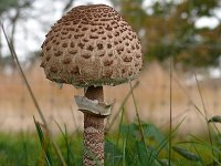 Macrolepiota procera 46, Grote parasolzwam, Saxifraga-Tom Heijnen