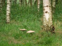 Macrolepiota procera 62, Grote parasolzwam, Saxifraga-Tom Heijnen