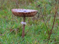 Macrolepiota procera 64, Grote parasolzwam, Saxifraga-Tom Heijnen