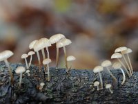 Marasmiellus ramealis 2, Takruitertje, Saxifraga-Luuk Vermeer