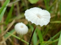 Marasmius rotula 2, Wieltje, Saxifraga-Ben Delbaere