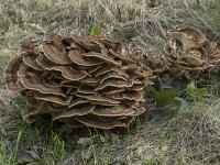 Meripilus giganteus 25, Reuzenzwam, Saxifraga-Willem van Kruijsbergen