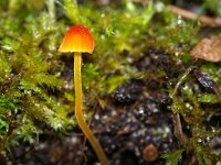 Mycena acicula 5, Oranje dwergmycena, Saxifraga-Foto Fitis-Sytske Dijksen
