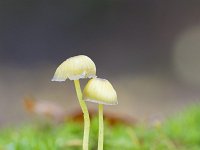 Mycena epipterygia 16, Graskleefmycena, Saxifraga-Jan Nijendijk