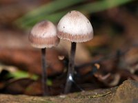 Mycena haematopus 8, Grote bloedsteelmycena, Saxifraga-Tom Heijnen