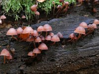 Mycena haematopus 9, Grote bloedsteelmycena, Saxifraga-Tom Heijnen