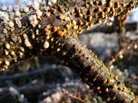 Nectria cinnabarina 3, Gewoon meniezwammetje, Saxifraga-Tom Heijnen