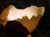 Otidea alutacea 5, Zeemkleurig hazenoor, Saxifraga-Foto Fitis-Sytske Dijksen