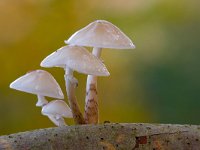 Oudemansiella mucida, Porcelain Fungus