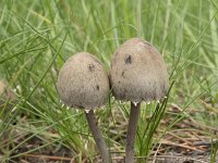 Panaeolus papilionaceus 3, Franjevlekplaat, Saxifraga-Willem van Kruijsbergen