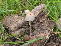 Panaeolus papilionaceus 4, Franjevlekplaat, Saxifraga-Tom Heijnen