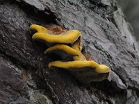 Phaeolus schweinitzii, Velvet-top Fungus