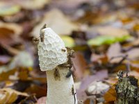 Phallus impudicus 29, Grote  stinkzwam, Saxifraga-Jan Nijendijk