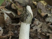 Phallus impudicus 33, Grote stinkzwam, Saxifraga-Willem van Kruijsbergen