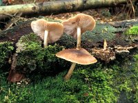 Pluteus cervinus, Deer Mushroom