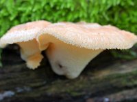 Polyporus tuberaster 11, Franjeporiezwam, Saxifraga-Tom Heijnen